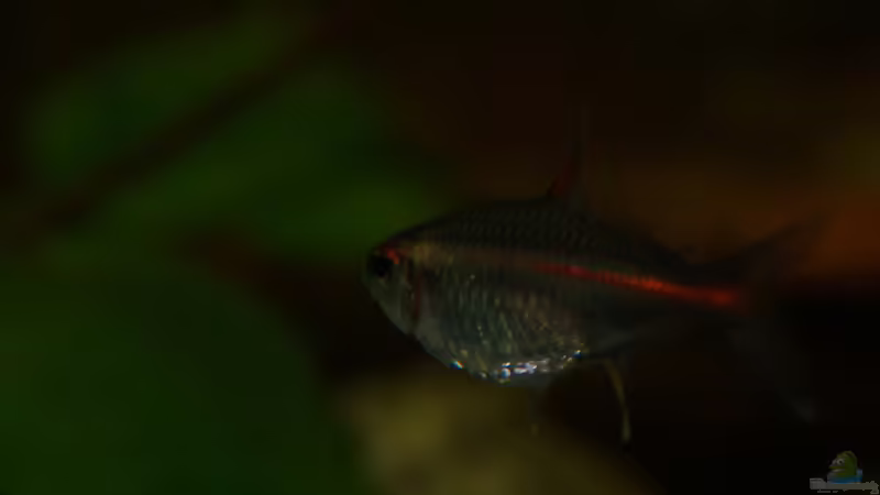 Besatz im Aquarium Rooty &amp; Calulous von Rootsman (32)