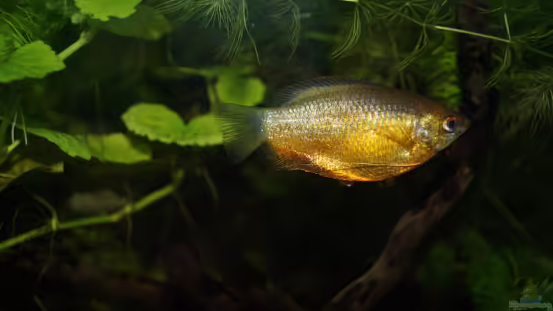 Besatz im Aquarium Rooty &amp; Calulous von Rootsman (33)