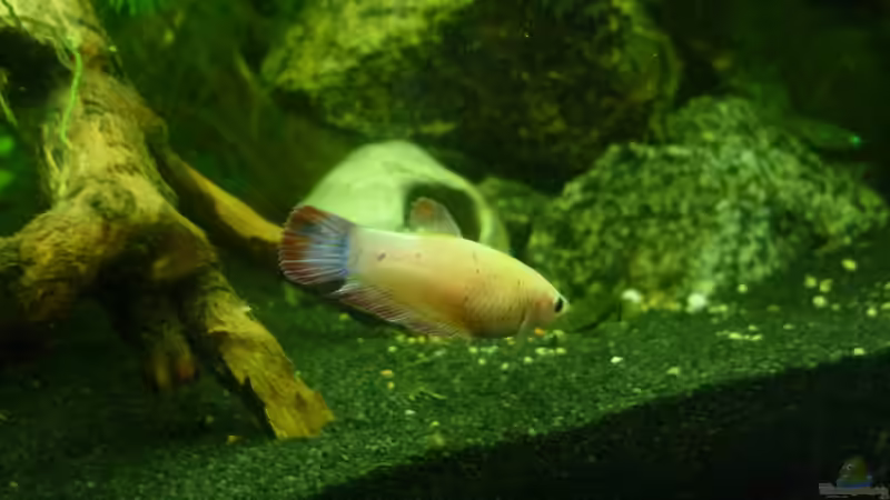 Besatz im Aquarium Rooty &amp; Calulous von Rootsman (8)