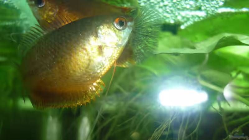 Besatz im Aquarium Rooty &amp; Calulous von Rootsman (9) (13)