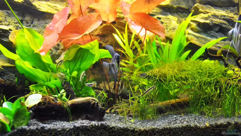 Besatz im Aquarium Rot-Grün-Schwäche von rodpod (25)