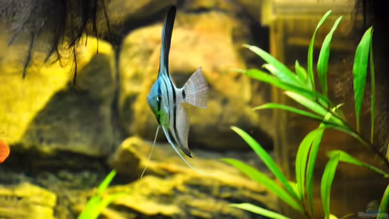 Besatz im Aquarium Rot-Grün-Schwäche von rodpod (26)