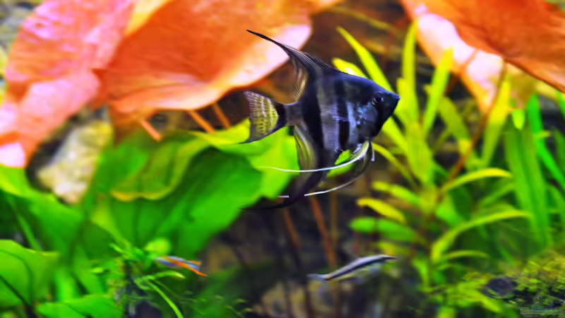 Besatz im Aquarium Rot-Grün-Schwäche von rodpod (27)