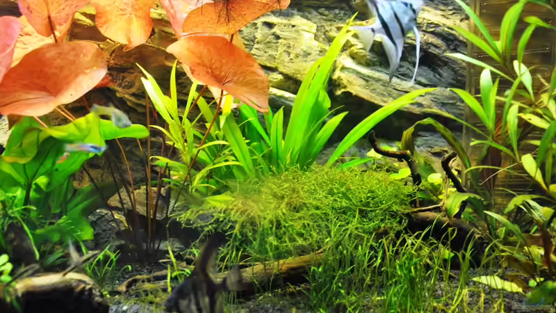 Besatz im Aquarium Rot-Grün-Schwäche von rodpod (29)