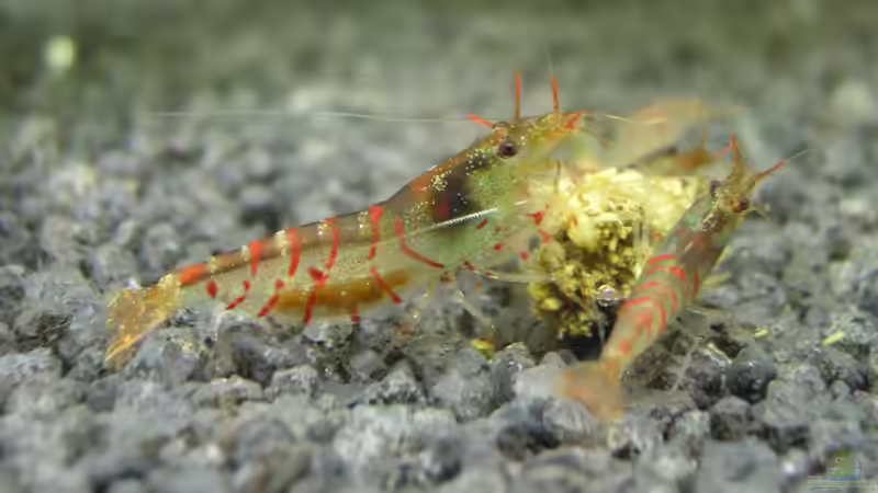 Besatz im Aquarium Rote Tiger von Julian H. (2)