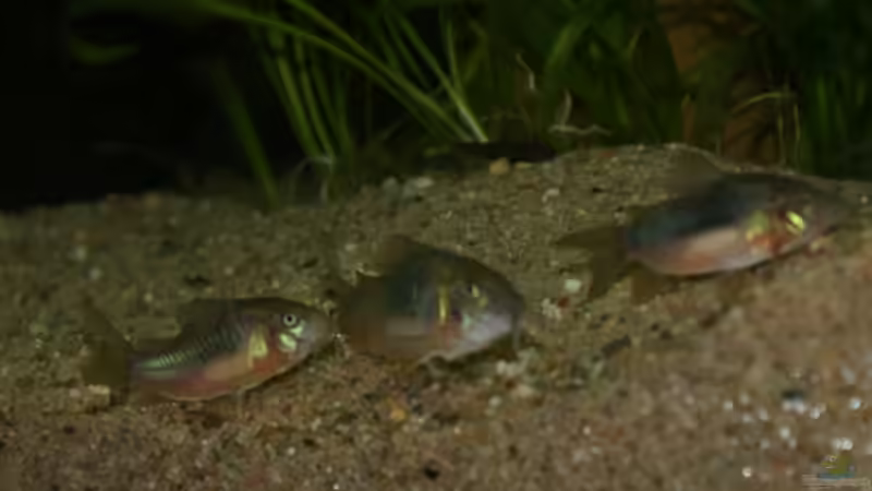 Besatz im Aquarium Rotrückenparadies -) von Hightower208 (14)