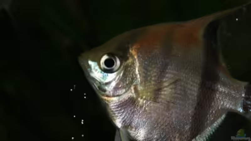 Besatz im Aquarium Rotrückenparadies -) von Hightower208 (15)