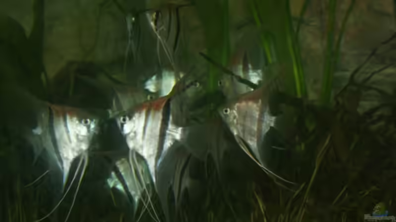 Besatz im Aquarium Rotrückenparadies -) von Hightower208 (16)