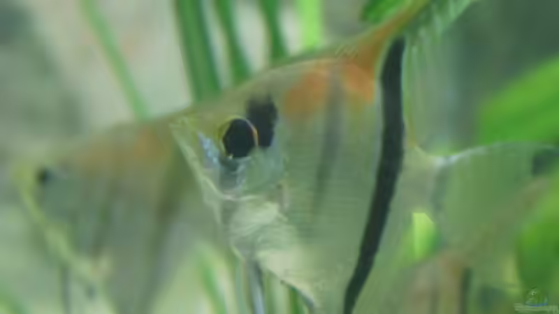 Besatz im Aquarium Rotrückenparadies -) von Hightower208 (18)