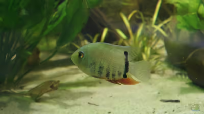 Besatz im Aquarium Rotrückenparadies -) von Hightower208 (23)