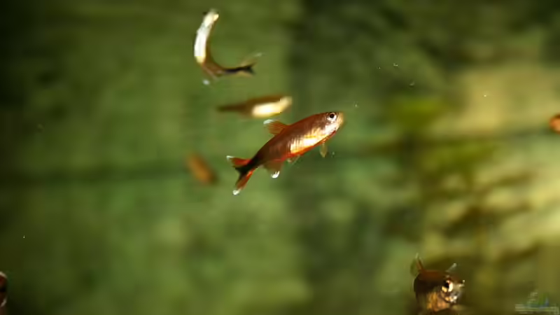 Besatz im Aquarium RR-Becken von Mario74 (19)