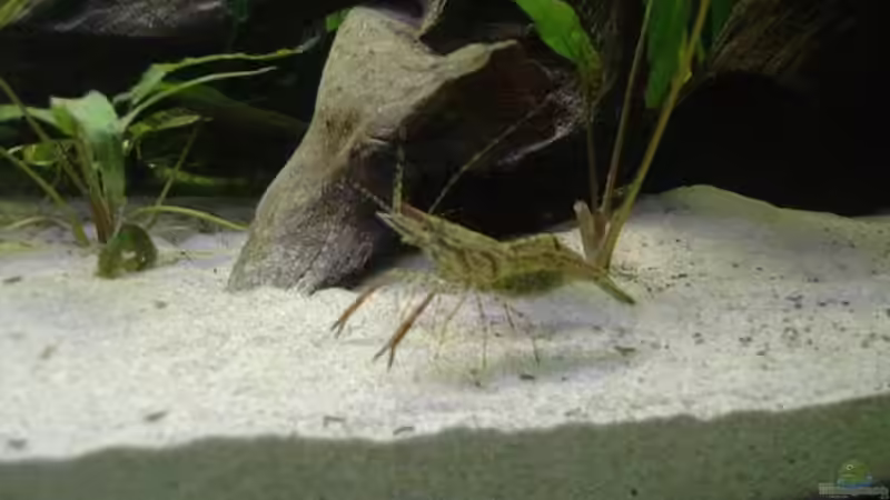 Besatz im Aquarium RR-Becken von Mario74 (20)