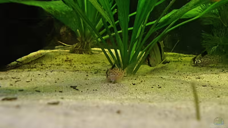 Besatz im Aquarium RR-Becken von Mario74 (21)