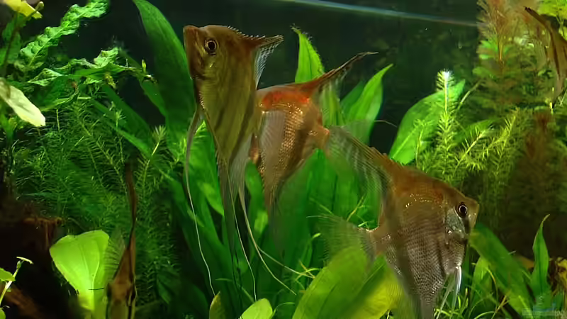 Besatz im Aquarium RR-Becken von Mario74 (23)