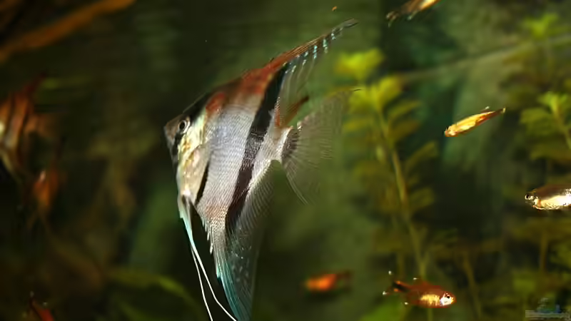 Besatz im Aquarium RR-Becken von Mario74 (24)