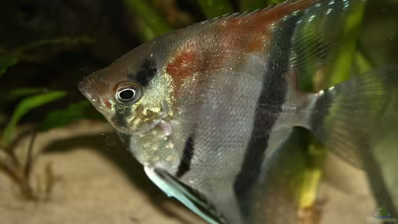 Besatz im Aquarium RR-Becken von Mario74 (25)