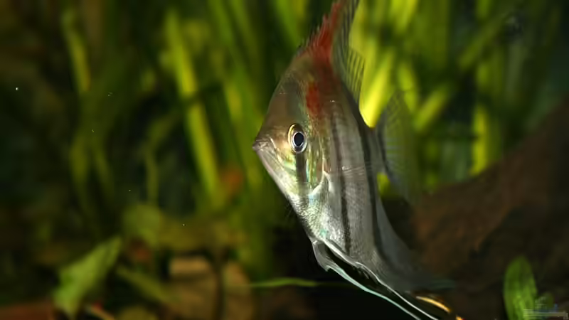 Besatz im Aquarium RR-Becken von Mario74 (26)