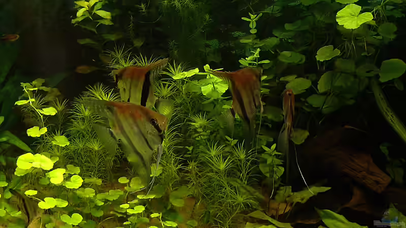 Besatz im Aquarium RR-Becken von Mario74 (29)