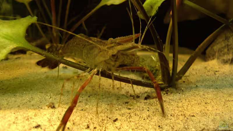 Besatz im Aquarium RR-Becken von Mario74 (30)