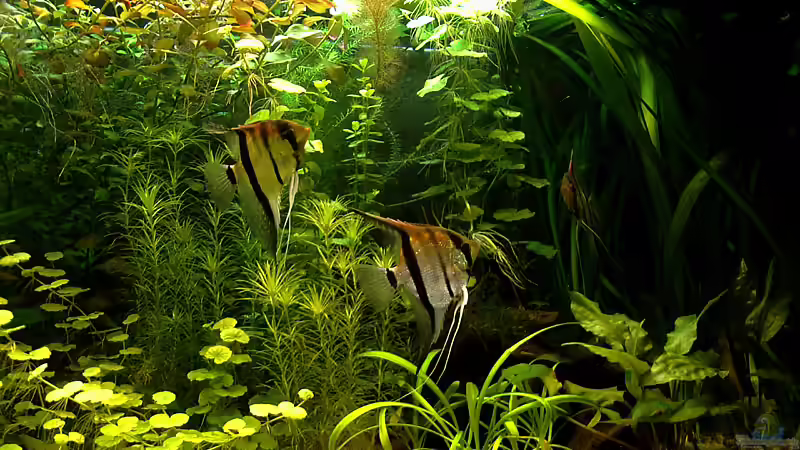 Besatz im Aquarium RR-Becken von Mario74 (31)