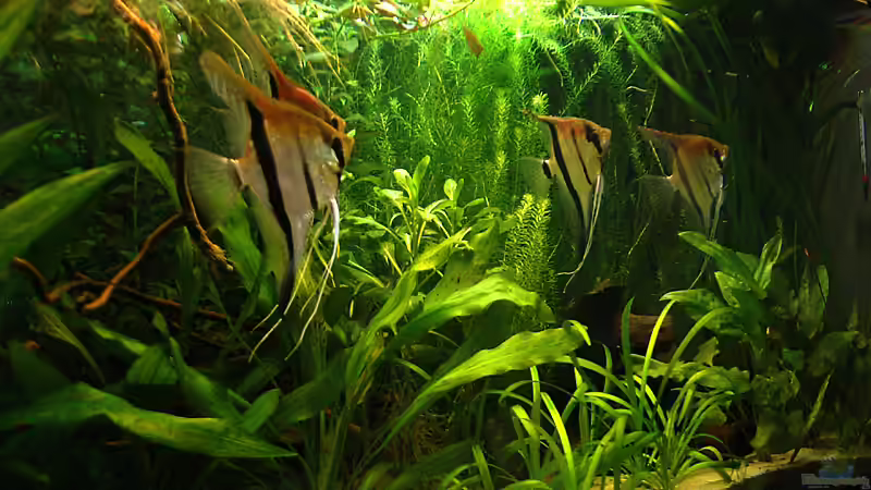 Besatz im Aquarium RR-Becken von Mario74 (34)