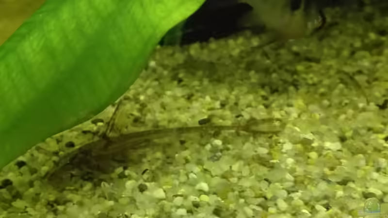 Besatz im Aquarium Rückkehr nach Südamerika von Boreas (4)