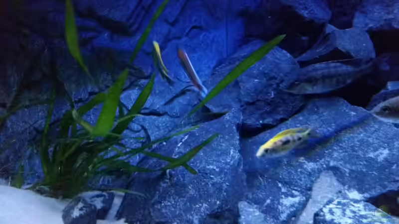 Besatz im Aquarium Rückkehrer als Malawi von redieh (24)