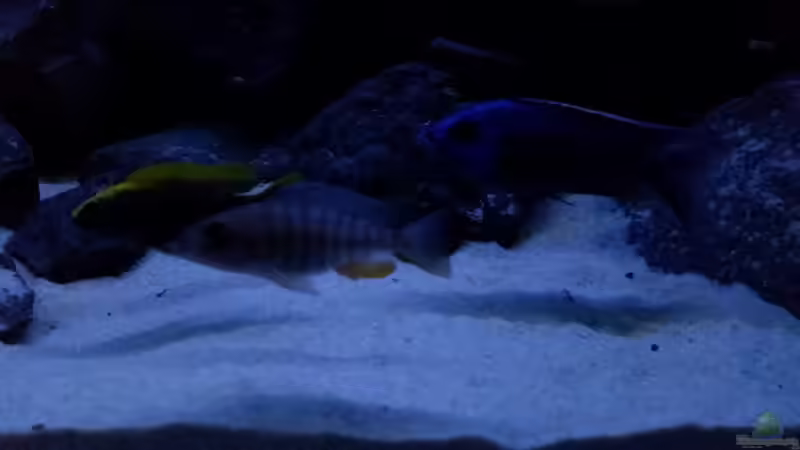 Besatz im Aquarium Rückkehrer als Malawi von redieh (25)