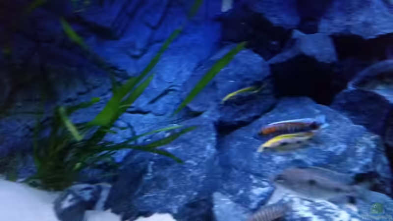 Besatz im Aquarium Rückkehrer als Malawi von redieh (26)