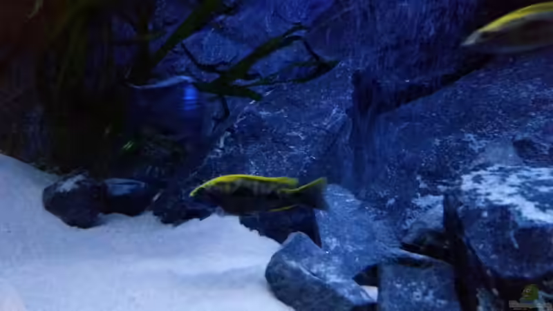 Besatz im Aquarium Rückkehrer als Malawi von redieh (28)