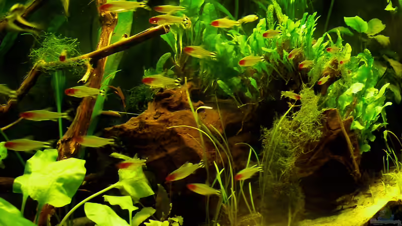 Besatz im Aquarium Salmler-Becken (Rotkopf/Kaiser) von Mario74 (25)