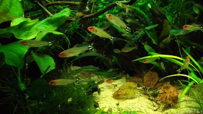 Besatz im Aquarium Salmler-Becken (Rotkopf/Kaiser) von Mario74 (29)