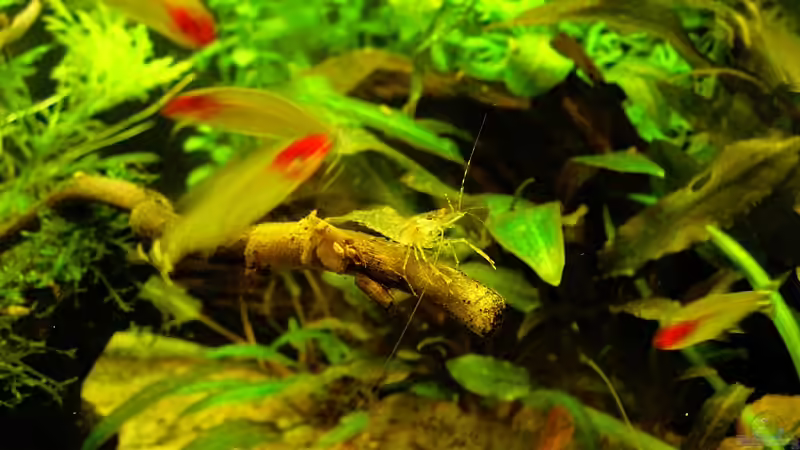 Besatz im Aquarium Salmler-Becken (Rotkopf/Kaiser) von Mario74 (34)