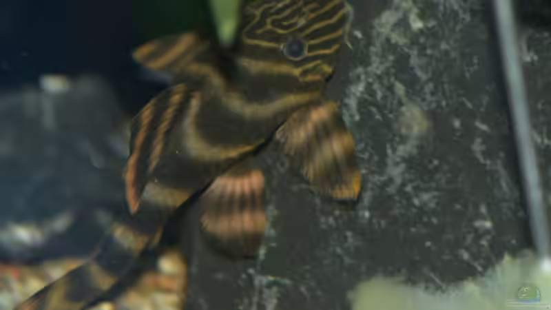 Besatz im Aquarium Salmler-Connection von Vito99 (14)