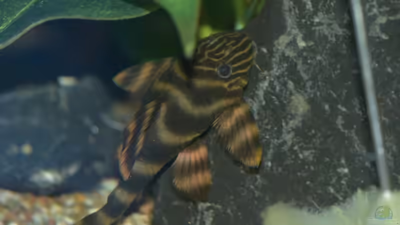 Besatz im Aquarium Salmler-Connection von Vito99 (15)