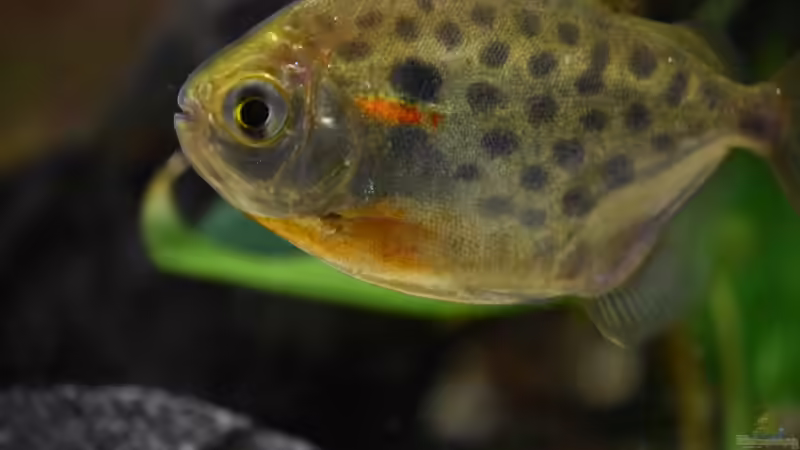 Besatz im Aquarium Salmler-Connection von Vito99 (5)