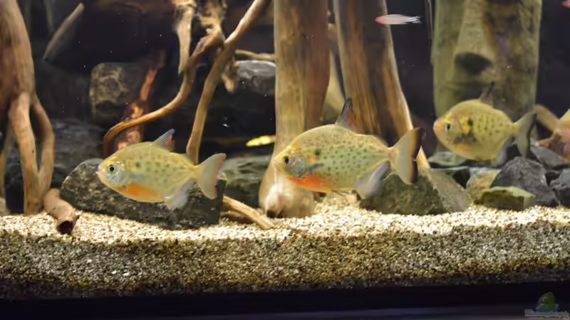 Besatz im Aquarium Salmler-Connection von Vito99 (6)