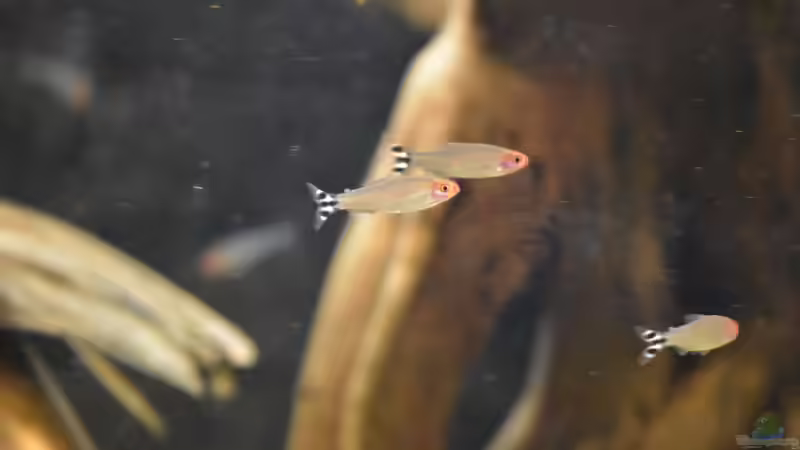 Besatz im Aquarium Salmler-Connection von Vito99 (7)