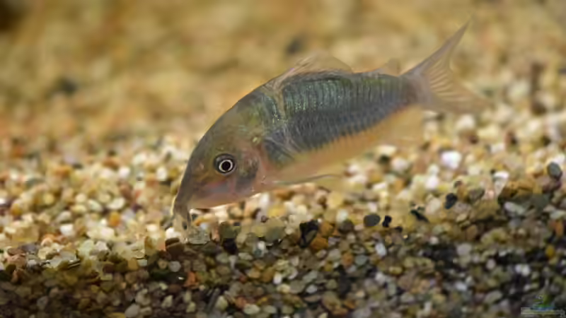 Besatz im Aquarium Salmler-Connection von Vito99 (8)