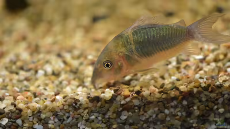 Besatz im Aquarium Salmler-Connection von Vito99 (9)