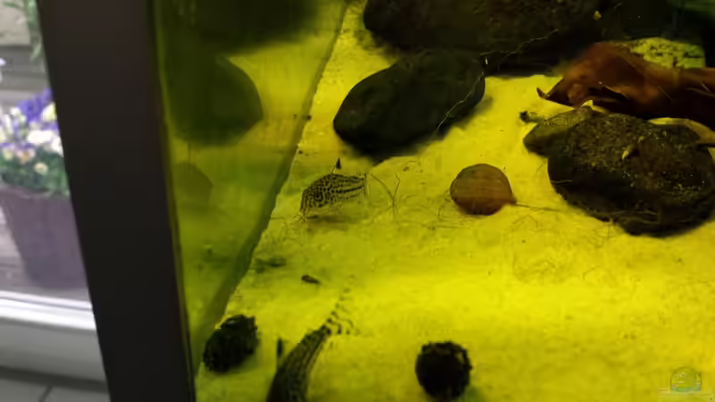 Besatz im Aquarium Salmler-Suppe (Okt.2015 abegaut) von Markus J. (25)