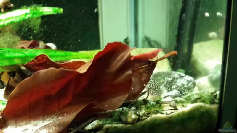 Besatz im Aquarium Salmler-Suppe (Okt.2015 abegaut) von Markus J. (27)