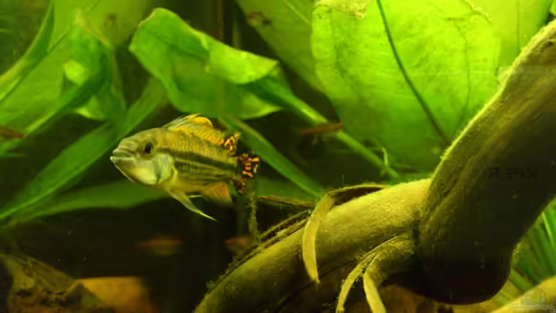 Besatz im Aquarium Salmler-Suppe (Okt.2015 abegaut) von Markus J. (28)