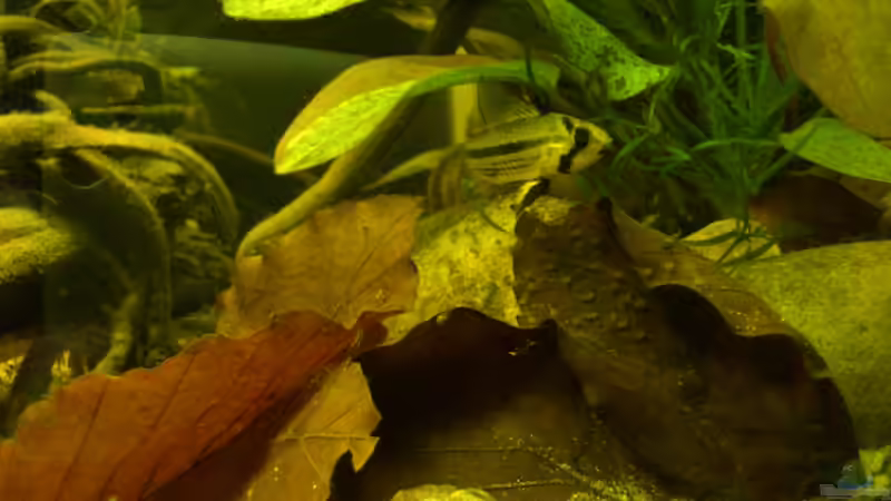 Besatz im Aquarium Salmler-Suppe (Okt.2015 abegaut) von Markus J. (29)