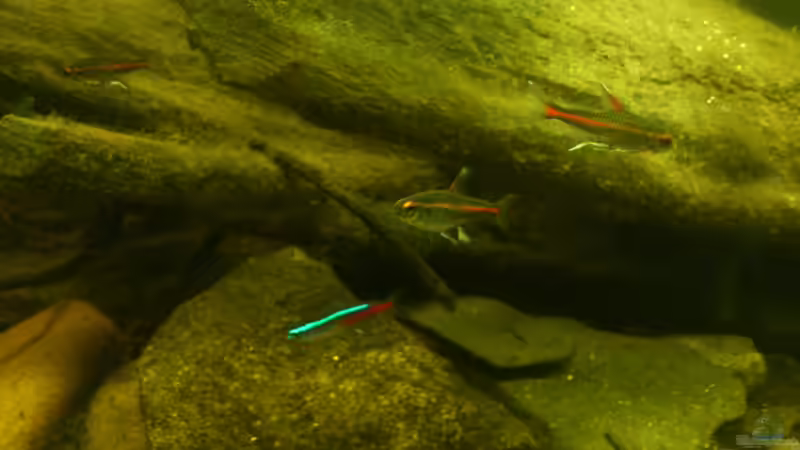 Besatz im Aquarium Salmler-Suppe (Okt.2015 abegaut) von Markus J. (32)