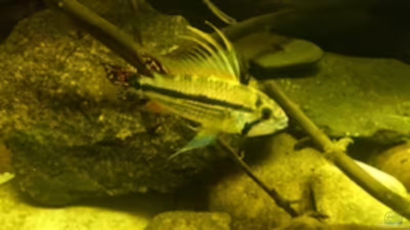 Besatz im Aquarium Salmler-Suppe (Okt.2015 abegaut) von Markus J. (40)