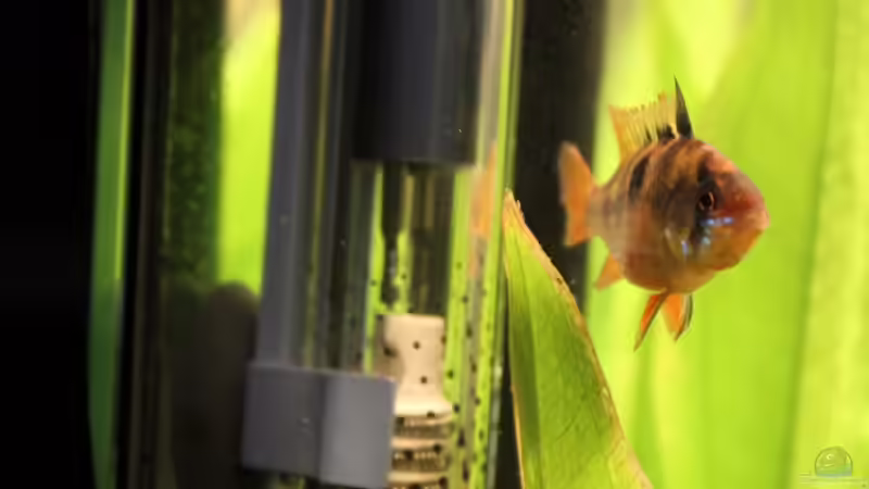 Besatz im Aquarium Salmlerbecken von Carphunter (14)