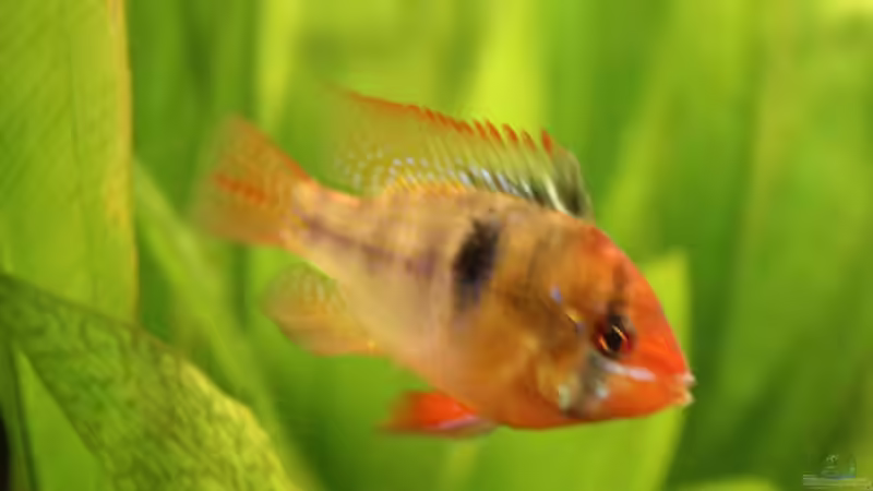 Besatz im Aquarium Salmlerbecken von Carphunter (15)