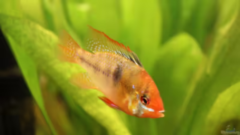 Besatz im Aquarium Salmlerbecken von Carphunter (16)