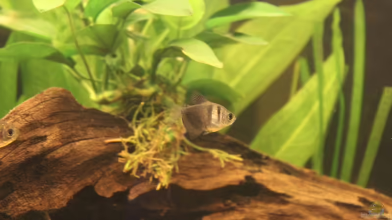 Besatz im Aquarium Salmlerbecken von Carphunter (17)